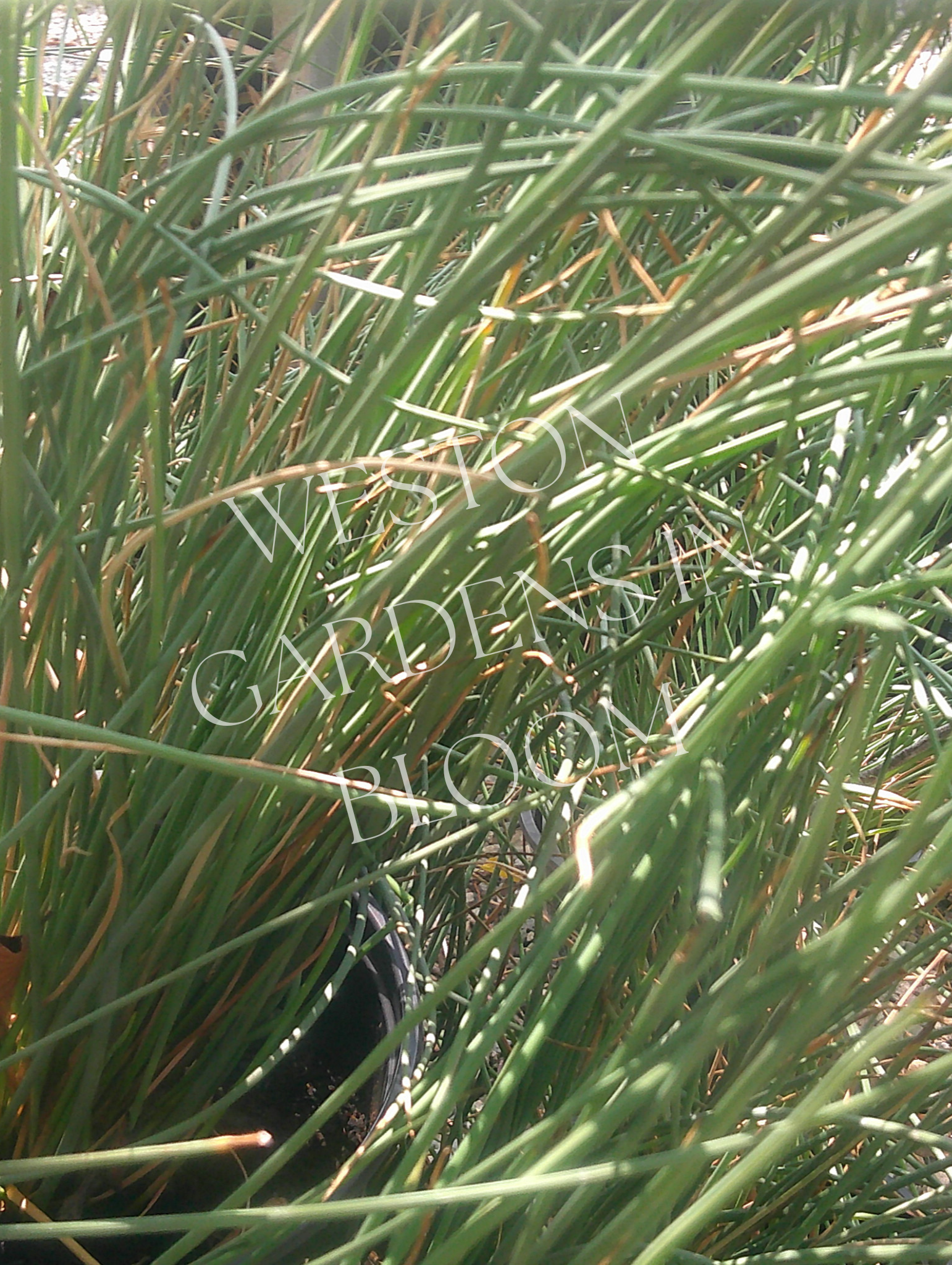 ウェストガーデンページ Plant Types — Weston Gardens